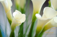 0245_West_111713